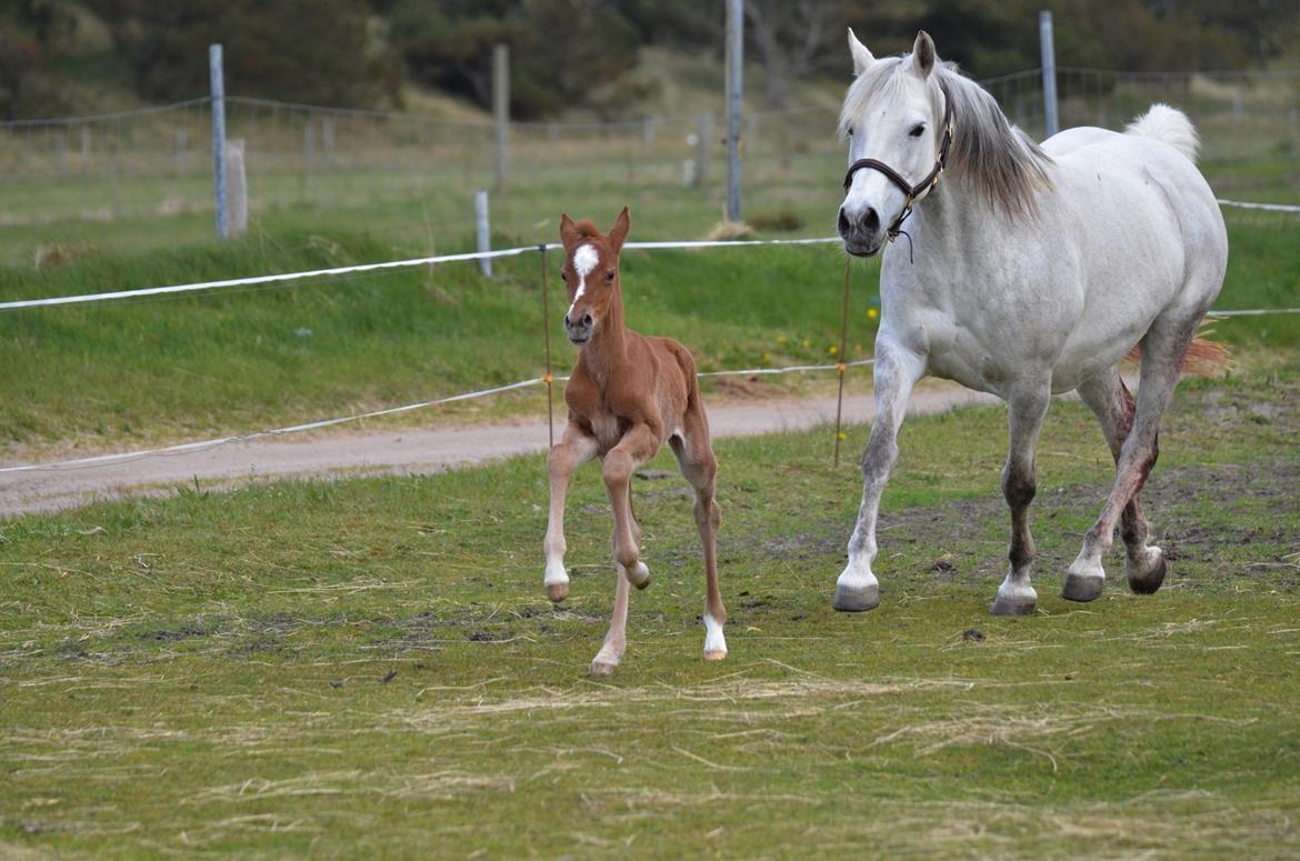 DSP Miss Liberty billede 43