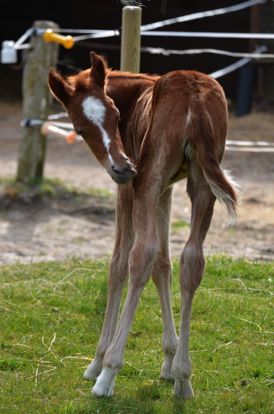 DSP Miss Liberty billede 45