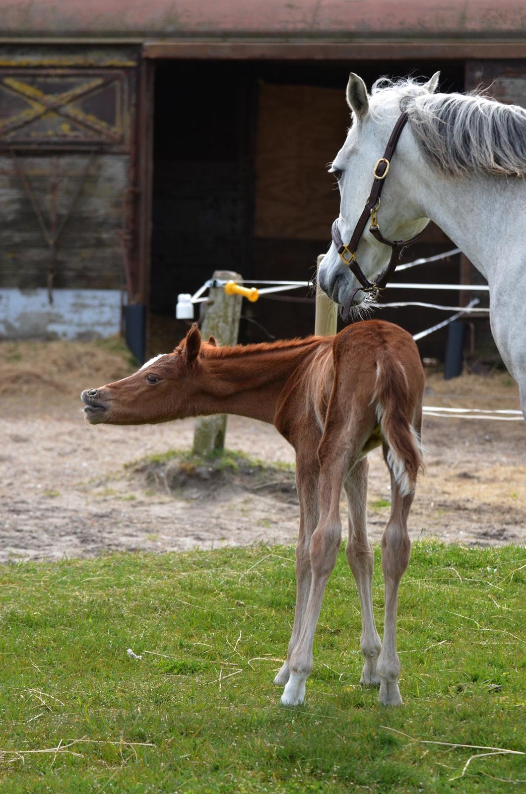 DSP Miss Liberty billede 46