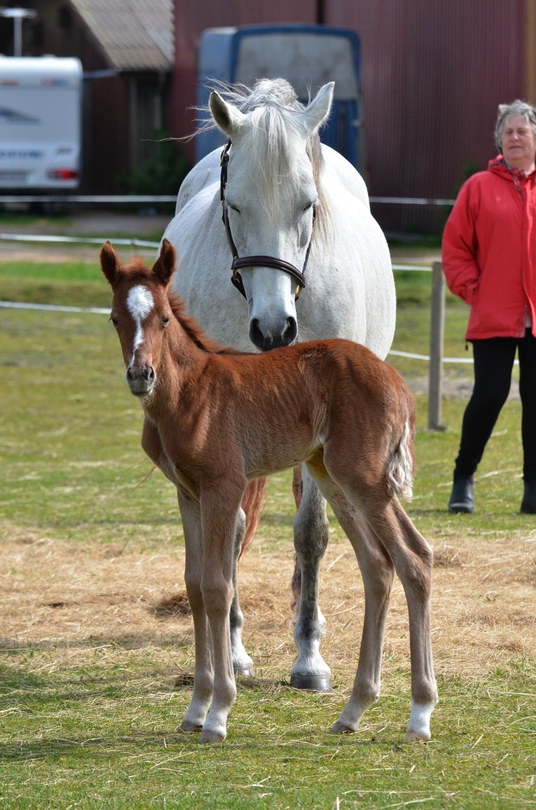 DSP Miss Liberty billede 47