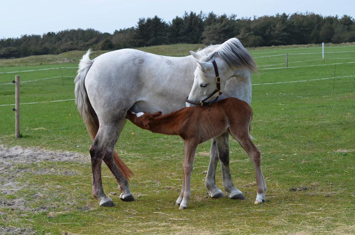 DSP Miss Liberty billede 48