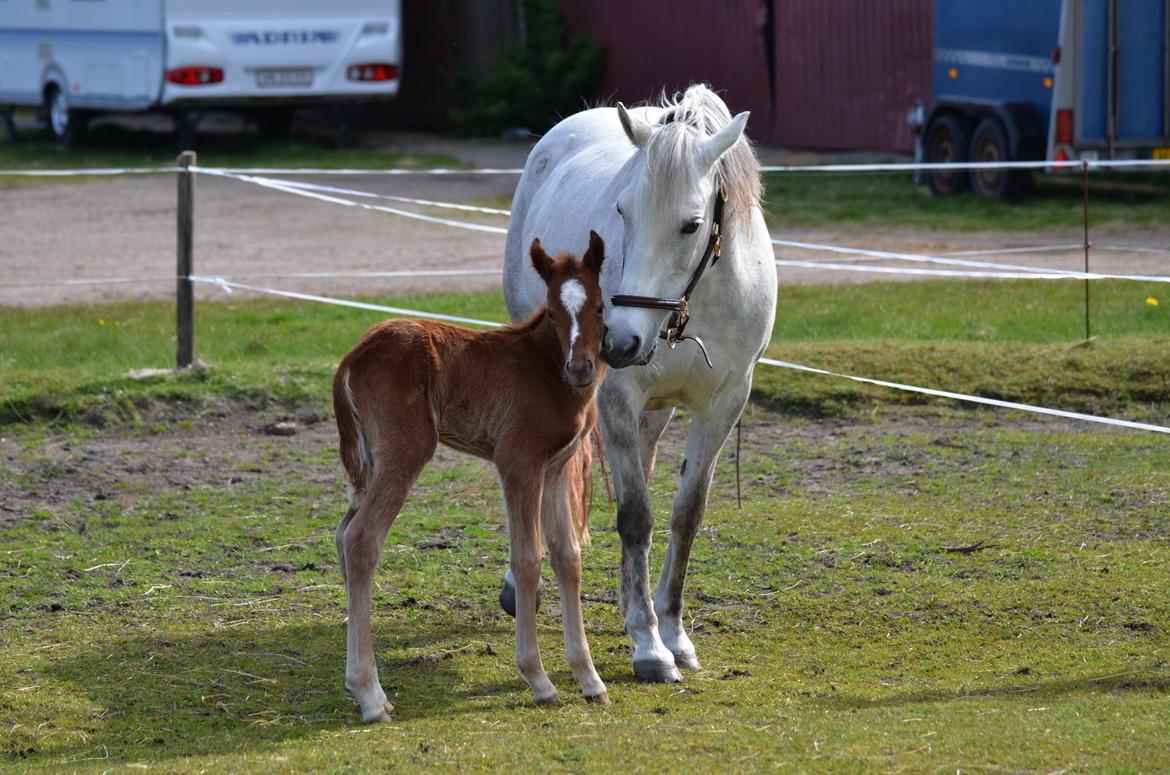 DSP Miss Liberty billede 50