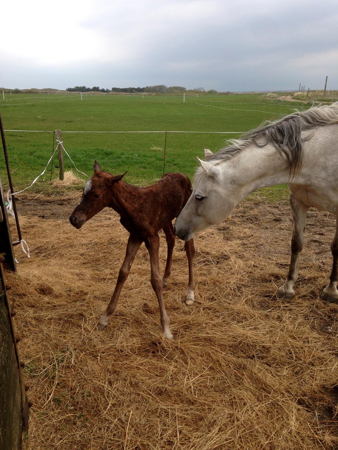 DSP Miss Liberty billede 31