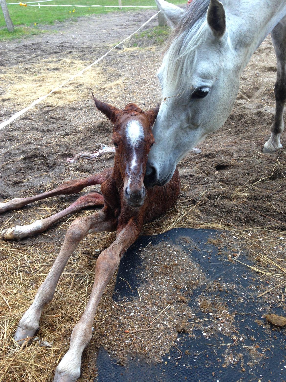 DSP Miss Liberty billede 30