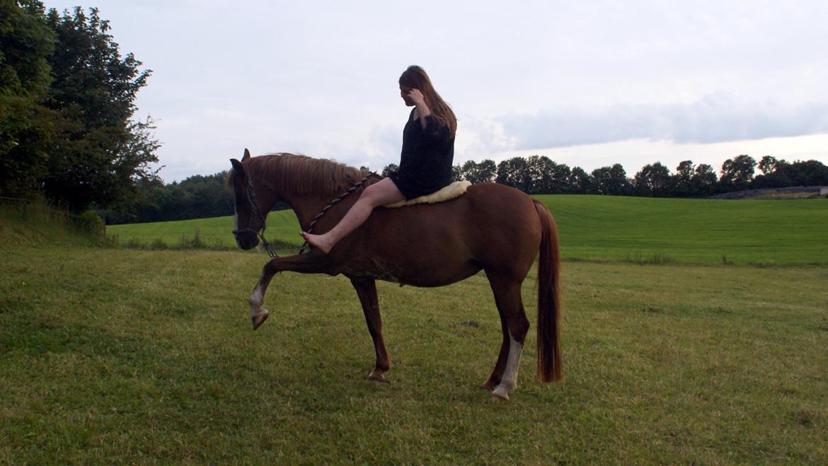 Anden særlig race Misty - Foto; Julie Krogh billede 9