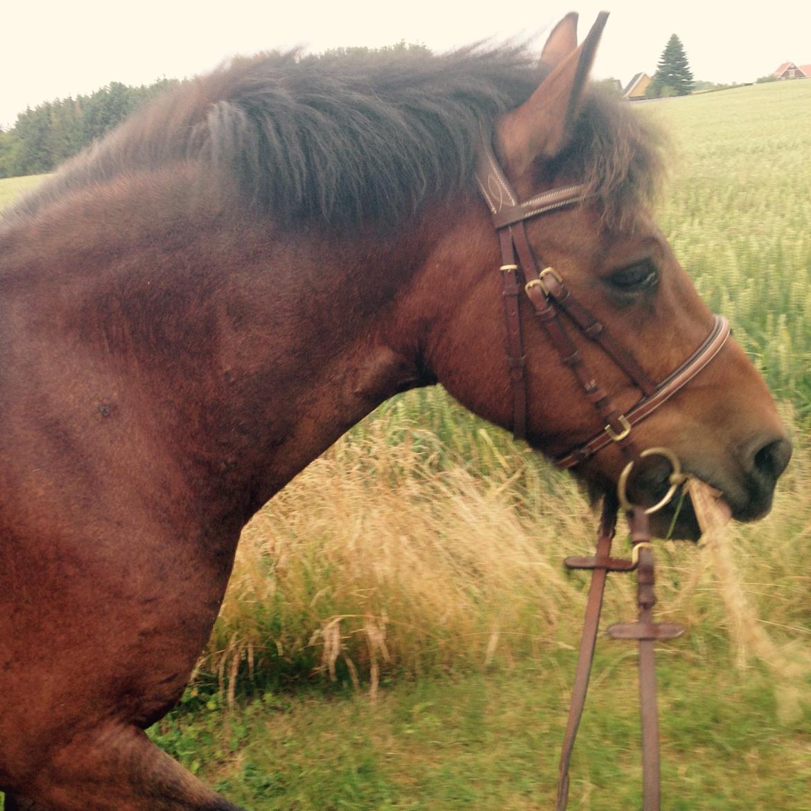 Anden særlig race Dandy(aka. Tjalfe)  billede 8