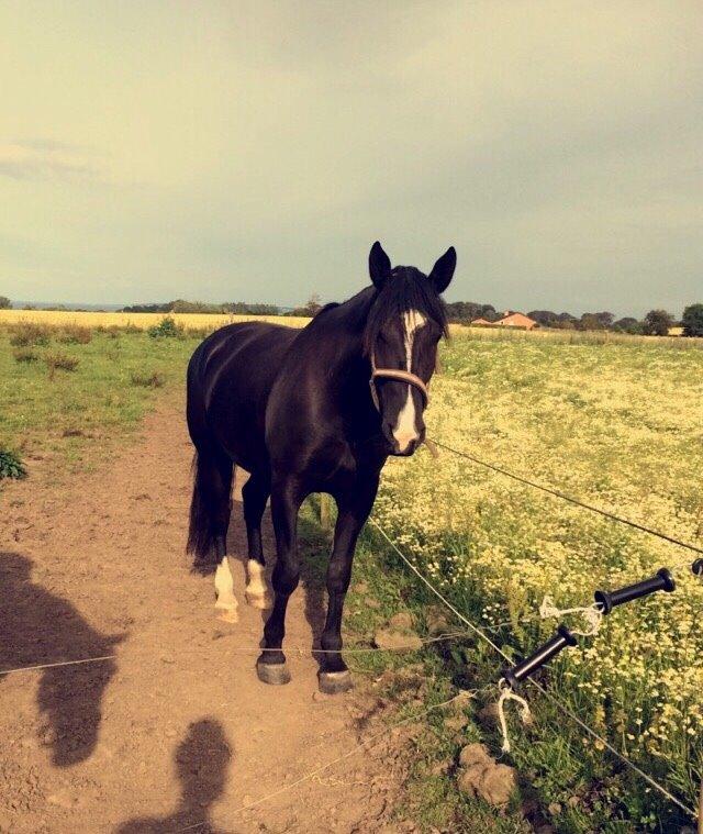 Oldenborg Gaya Hedegaard - sommer 2015 billede 15