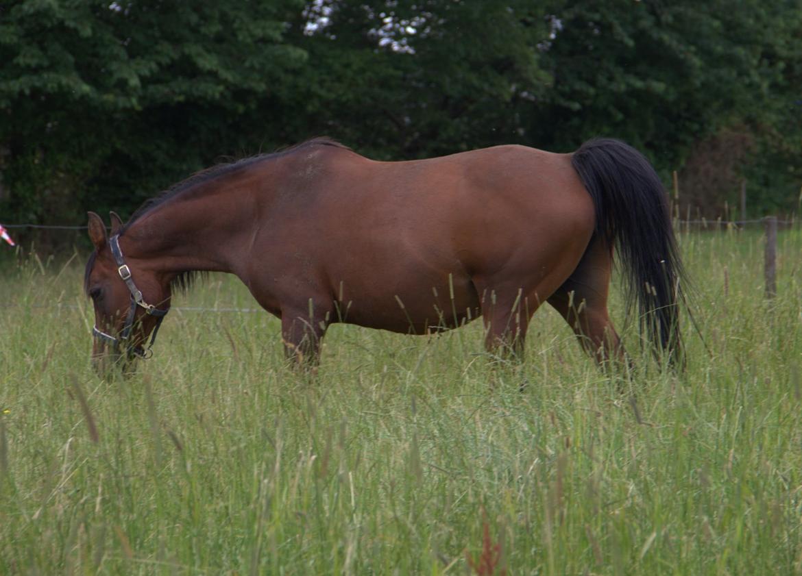 Arabisk fuldblod (OX) Gorisa solgt billede 12