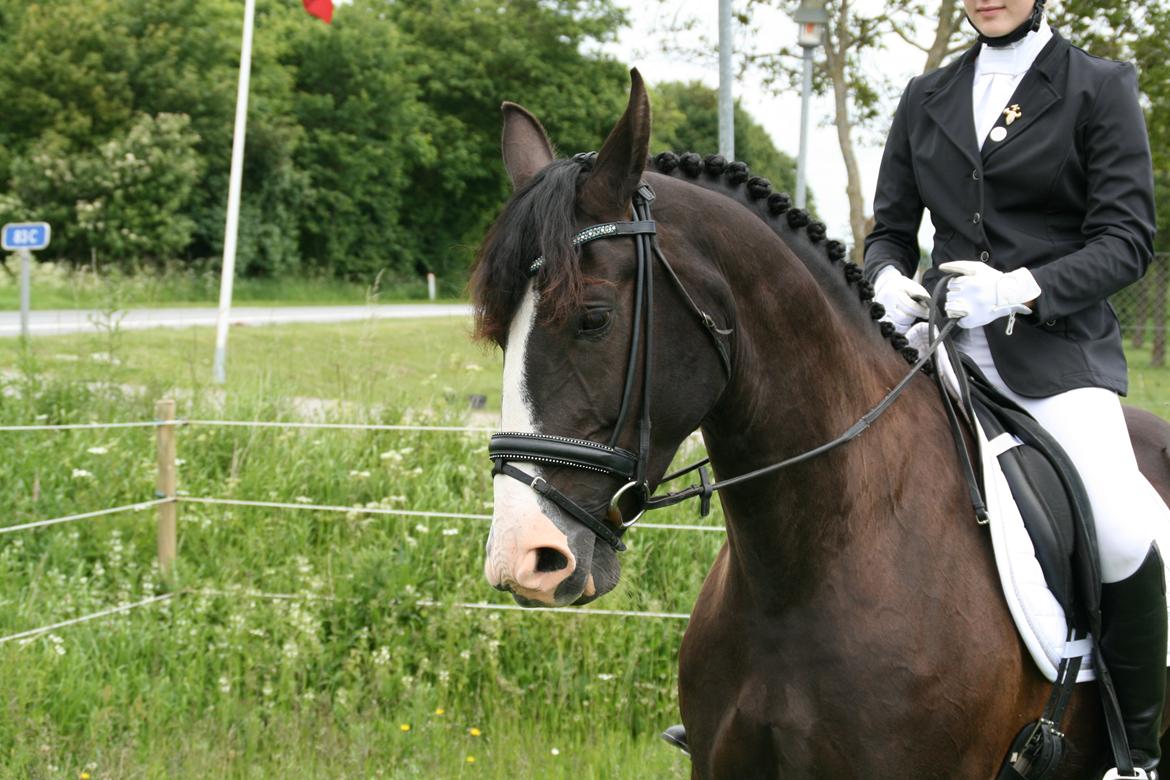 Oldenborg Lyna af ågården - Vores første stævne billede 8