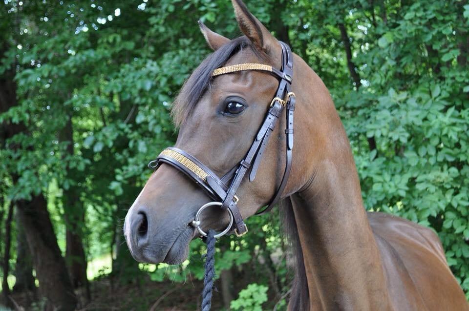 Arabisk fuldblod (OX) HH Eleganzia billede 20