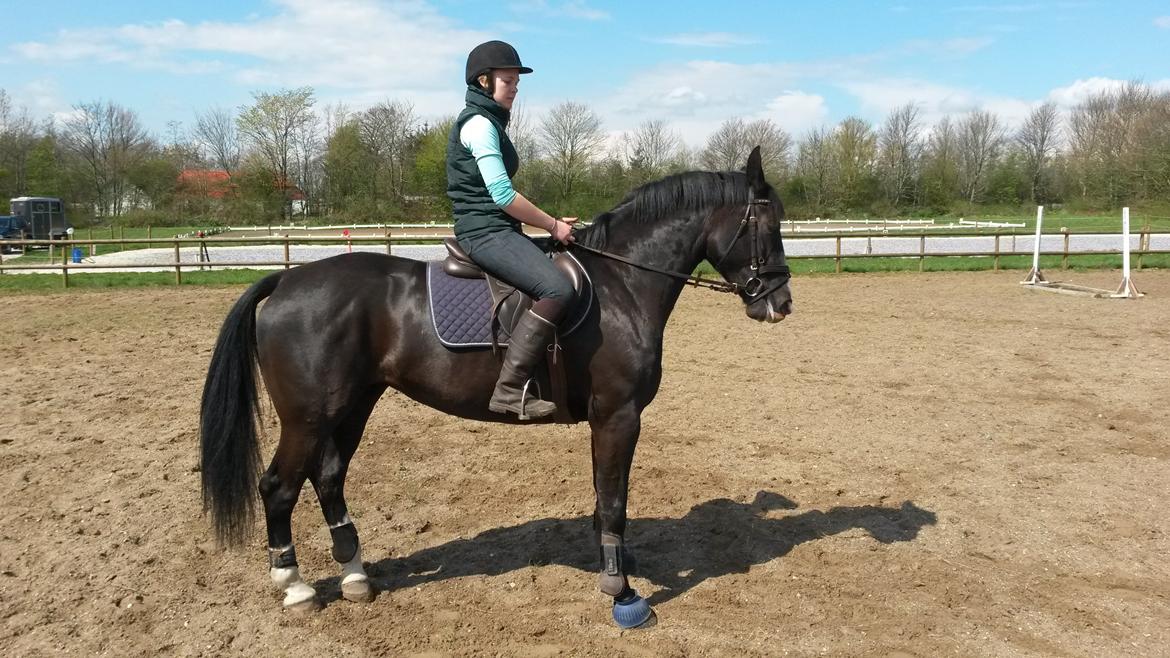 Oldenborg Lyna af ågården - Lyna til Ponygamse træning billede 3