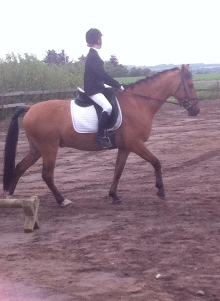 Anden særlig race Victor billede 12