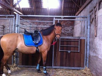 Anden særlig race Victor billede 14