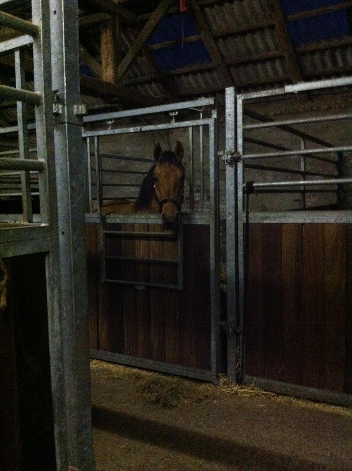 Anden særlig race Victor billede 3