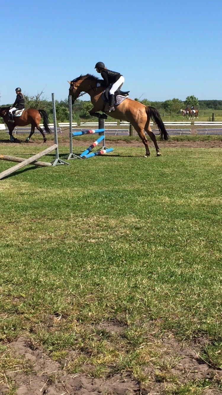 Anden særlig race Victor billede 38