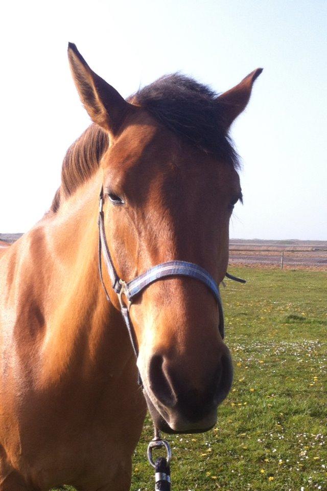 Anden særlig race Victor billede 46