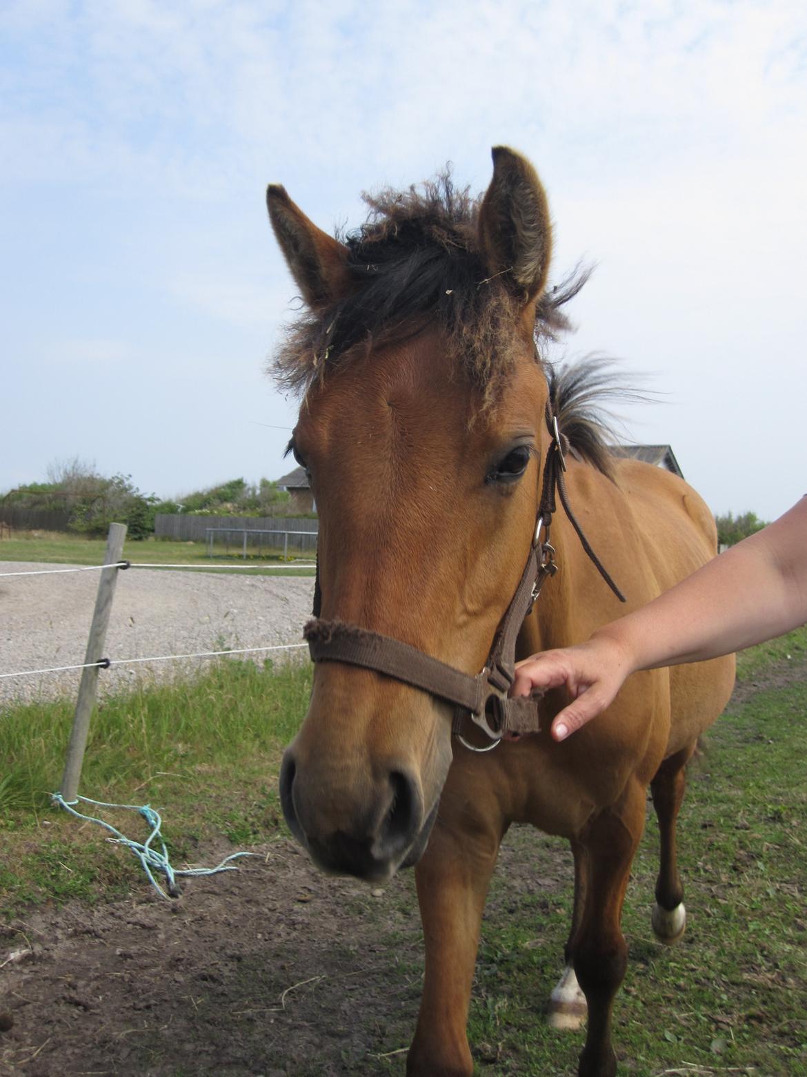 Anden særlig race Victor billede 50