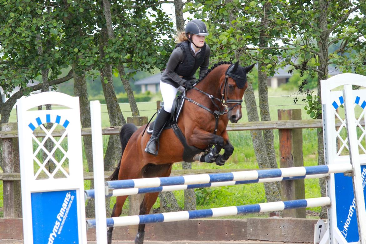 Anden særlig race Darling Marie - Klubmesterskab - Hestehavens Rideklub billede 12