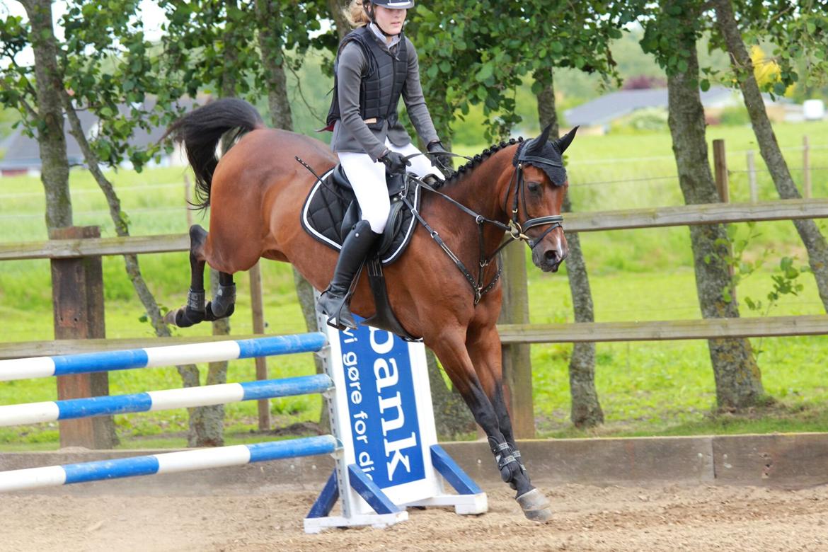 Anden særlig race Darling Marie - Klubmesterskab - Hestehavens Rideklub billede 2