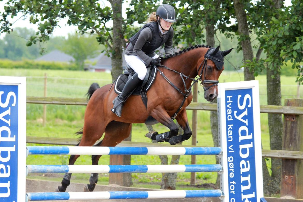 Anden særlig race Darling Marie - Klubmesterskab - Hestehavens Rideklub billede 1