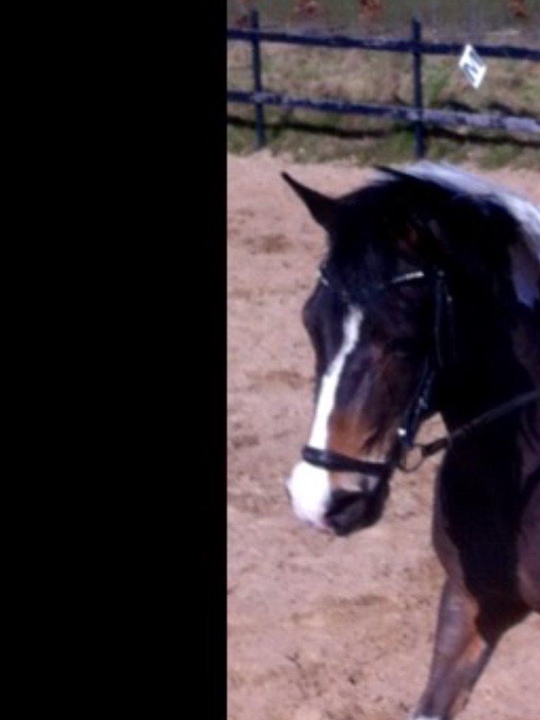 Anden særlig race Beauty billede 13