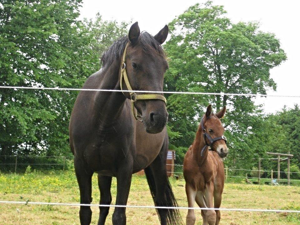 Anden særlig race Naomi - Naomi som mor <3 billede 19