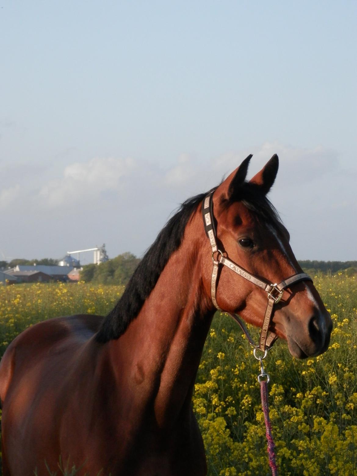 Dansk Varmblod Domina billede 4