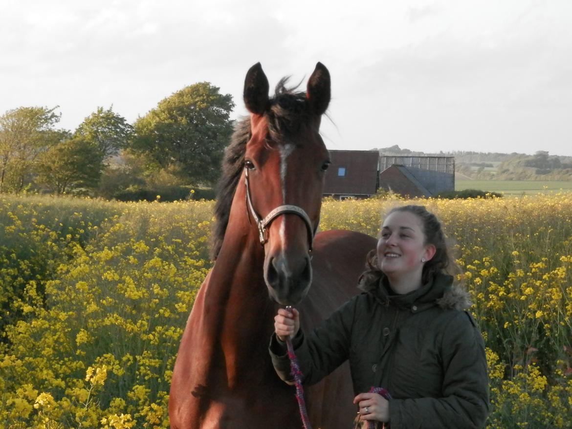 Dansk Varmblod Domina billede 8