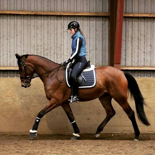 Dansk Varmblod Domina billede 1