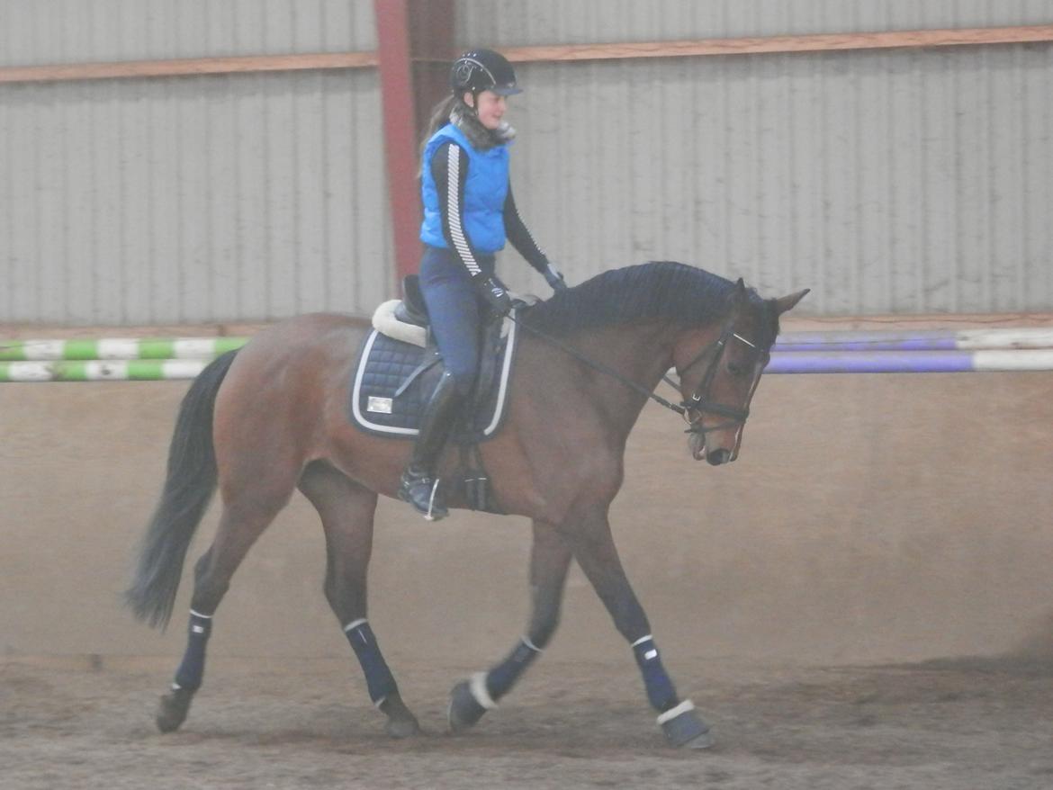 Dansk Varmblod Domina billede 9