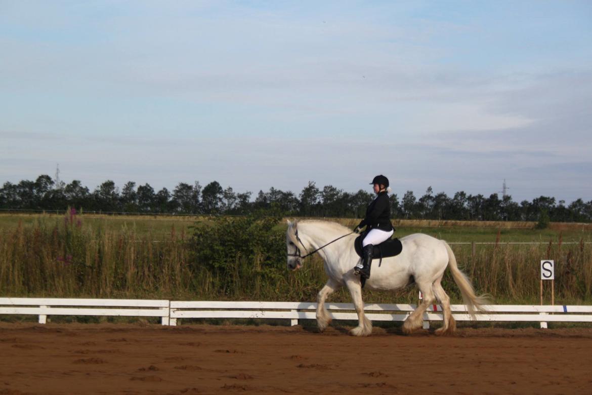 Irish Cob Wanda van Hippolacta - Vores første stævne, 7. gang jeg sidder på hende :)  billede 2