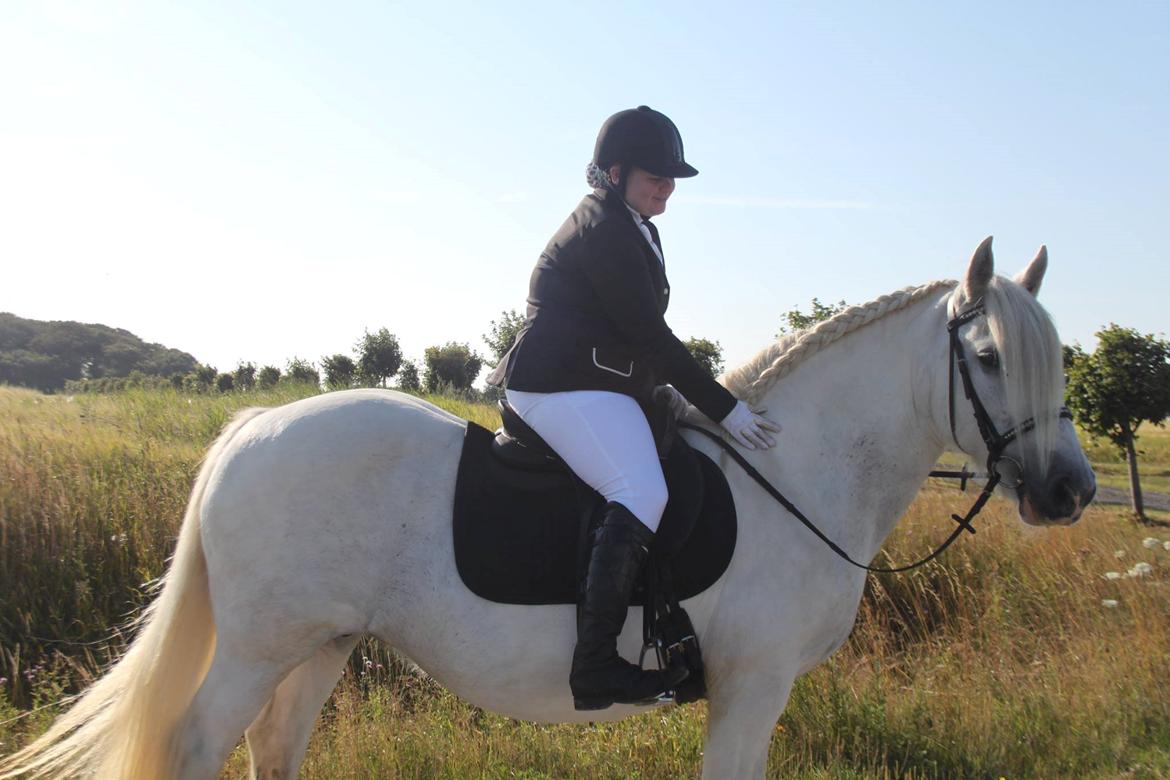 Irish Cob Wanda van Hippolacta - <3 billede 4