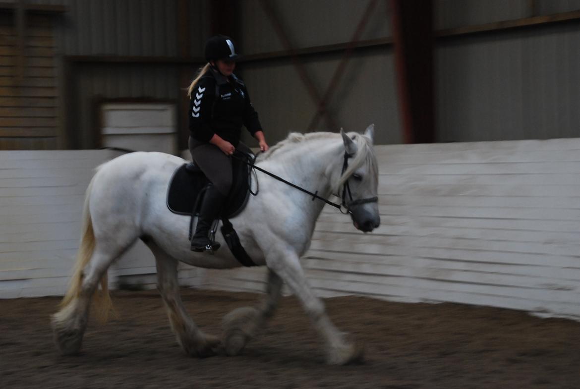 Irish Cob Wanda van Hippolacta - 5. gang jeg sidder på hende :)  billede 10