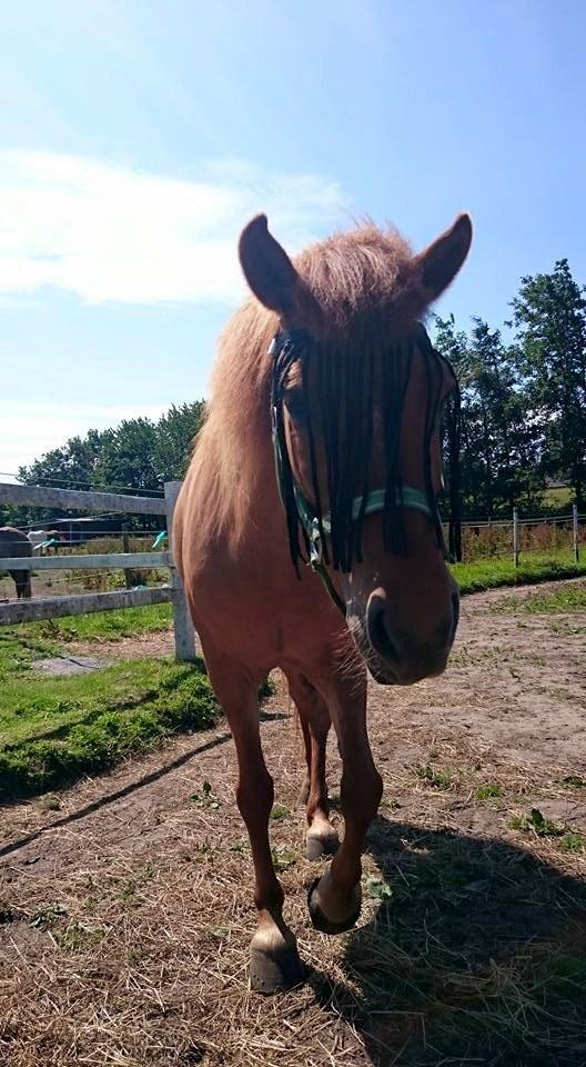 Islænder Geisa fra Corda billede 9