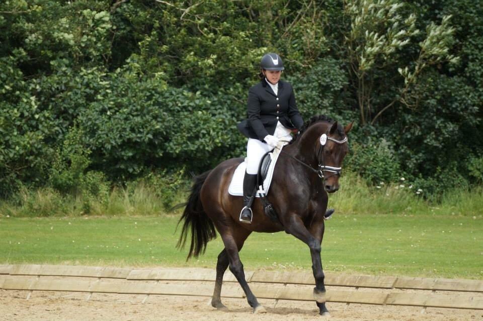 Dansk Varmblod Sherly Skovbo - solgt  billede 18