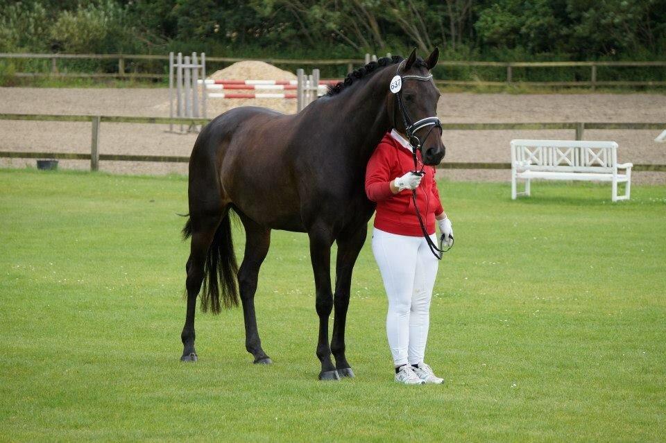 Dansk Varmblod Sherly Skovbo - solgt  billede 19