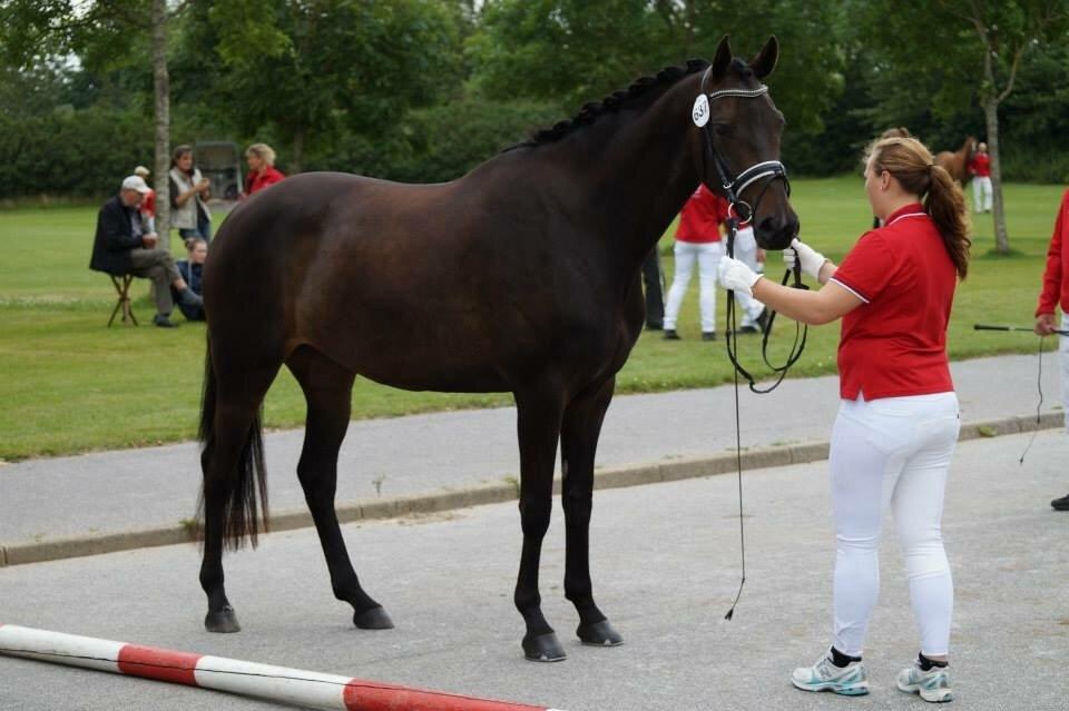 Dansk Varmblod Sherly Skovbo - solgt  billede 14