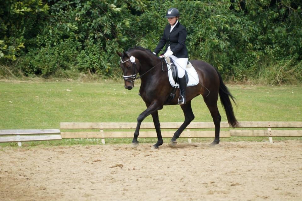 Dansk Varmblod Sherly Skovbo - solgt  billede 17