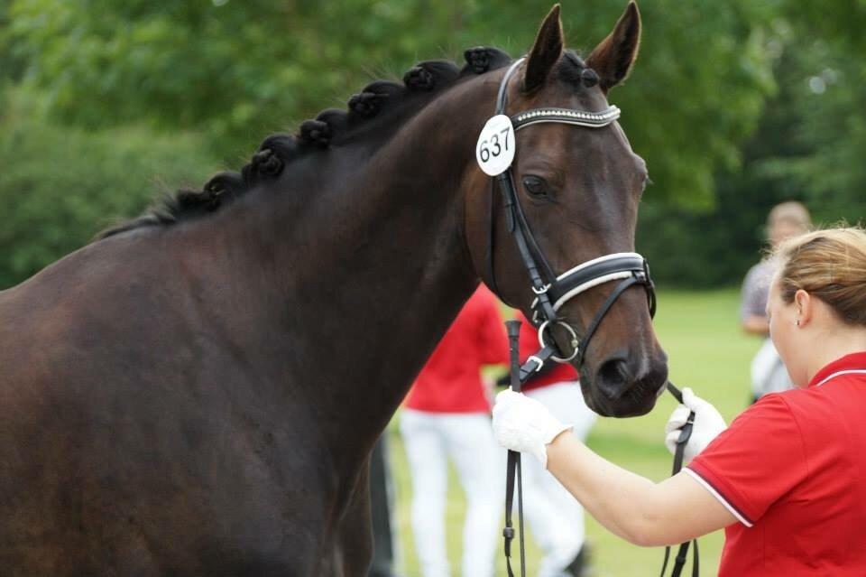 Dansk Varmblod Sherly Skovbo - solgt  billede 16