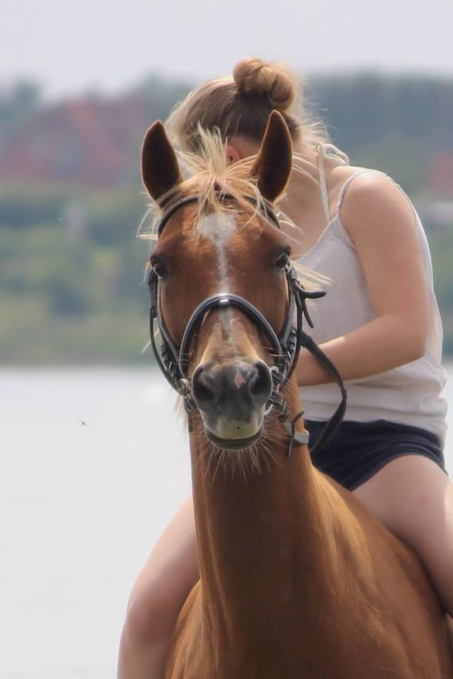 Appaloosa Sequoia van de lorkeershoeve <3 - glad pony på stranden<3 august 2015 foto Sofie Andersen billede 42