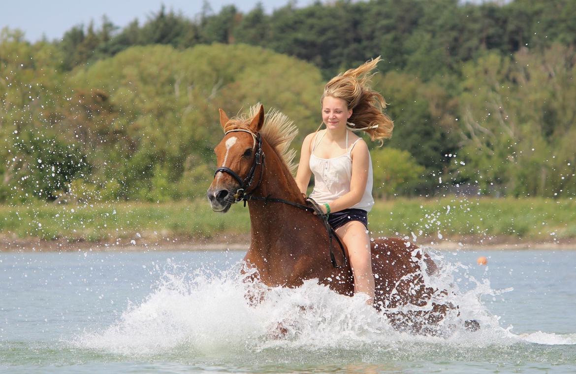 Appaloosa Sequoia van de lorkeershoeve <3 - stranden august 2015 foto sofie andersen billede 13