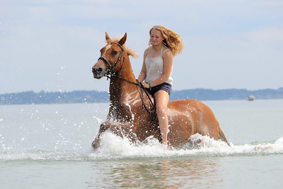 Appaloosa Sequoia van de lorkeershoeve <3 - plaske plaske<3 august 2015 fotot Sofie Andersen billede 33