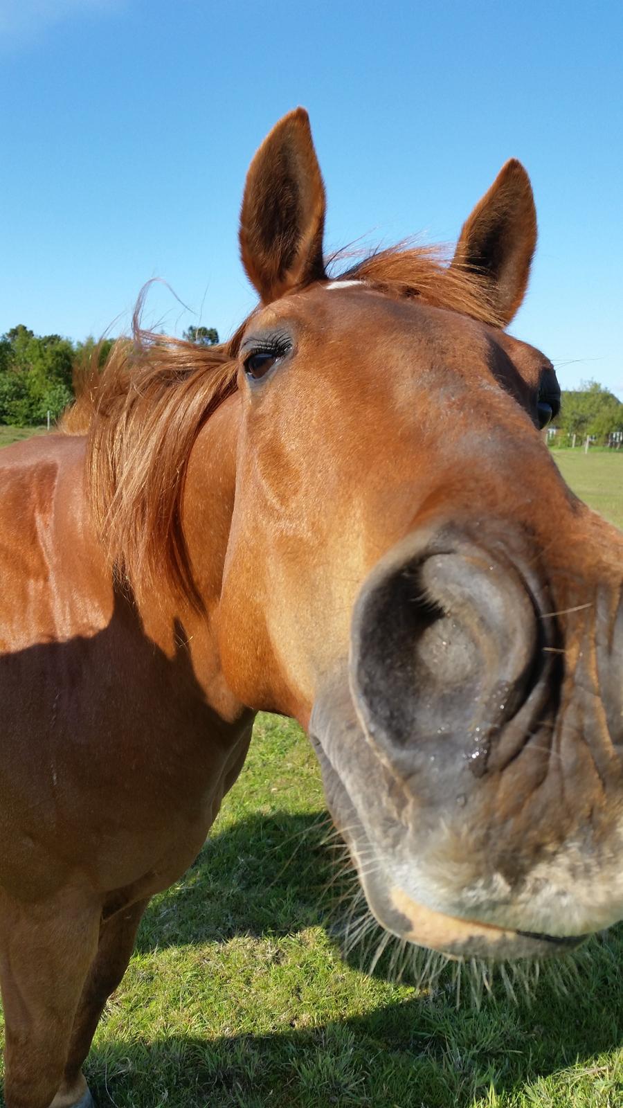 Paint two spot ice  RIP  billede 1