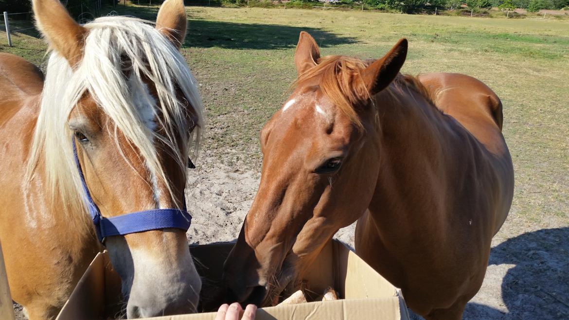 Paint two spot ice  RIP  billede 2