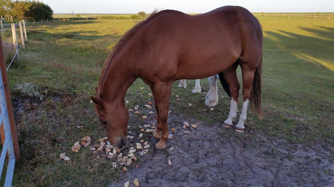 Paint two spot ice  RIP  billede 3