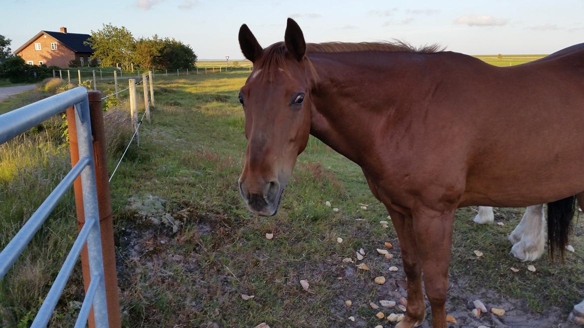 Paint two spot ice  RIP  billede 4