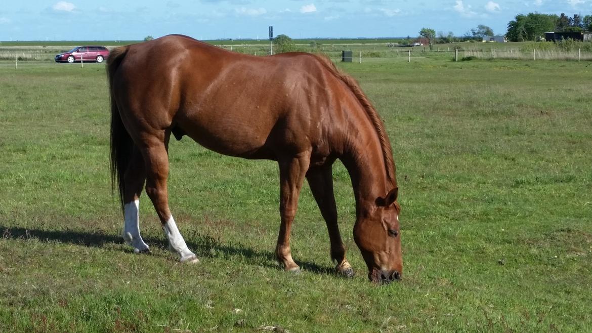 Paint two spot ice  RIP  billede 5