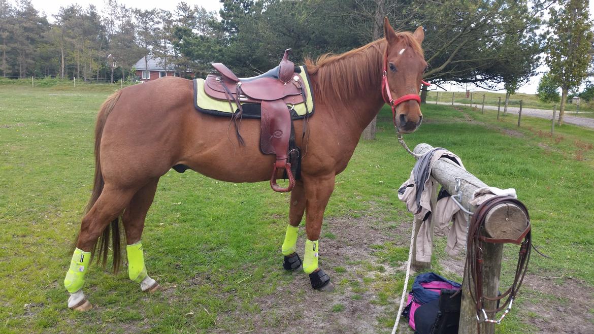 Paint two spot ice  RIP  billede 6