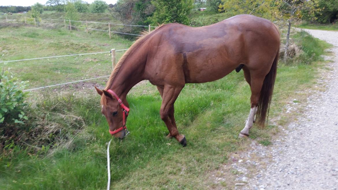 Paint two spot ice  RIP  billede 7