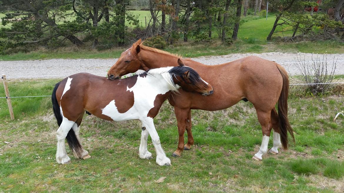 Paint two spot ice  RIP  billede 8